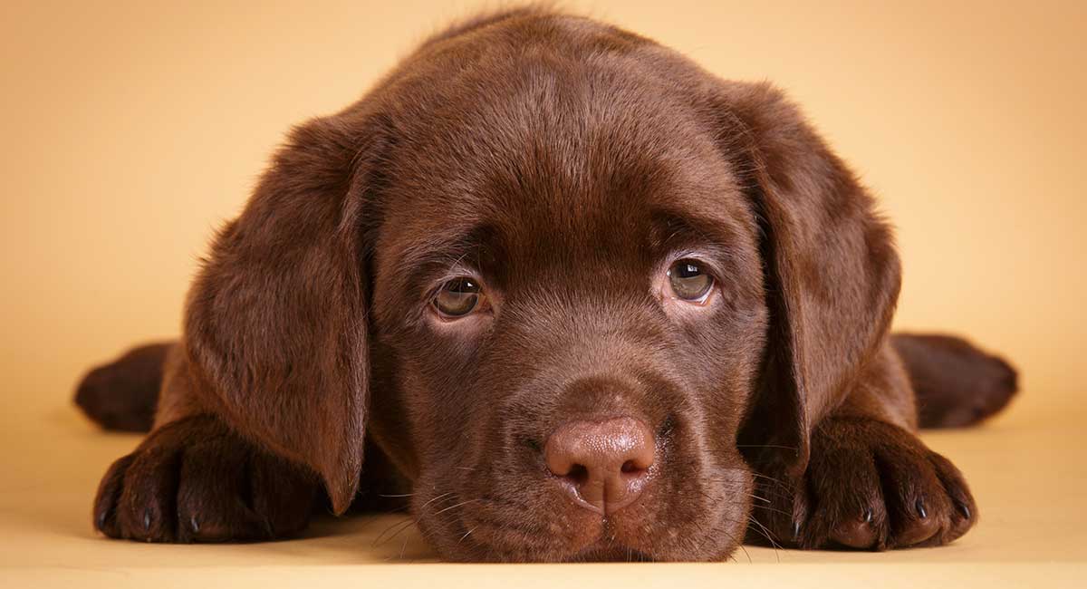 chocolate labrador retriever puppy laying down