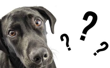 Do dogs have periods?