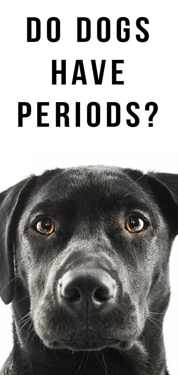 how old are dogs when their period stops