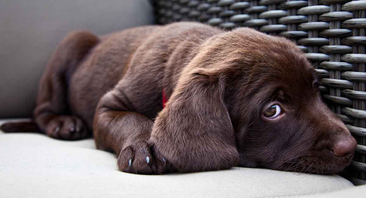 how to make labrador coat shiny