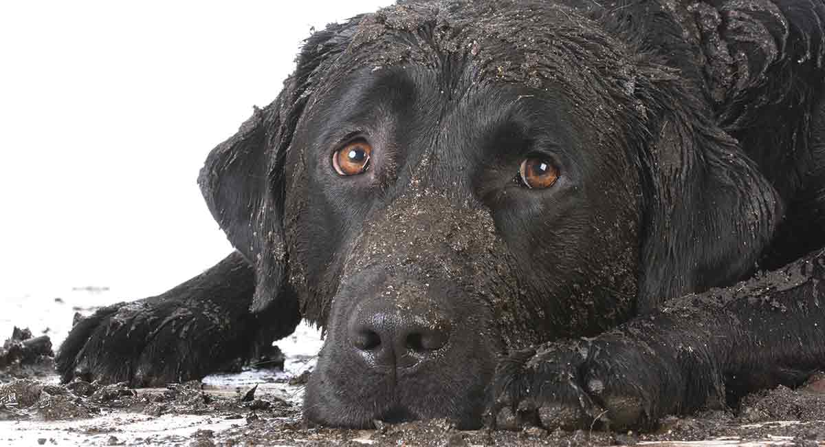 Why Do Some Dogs Not Smell