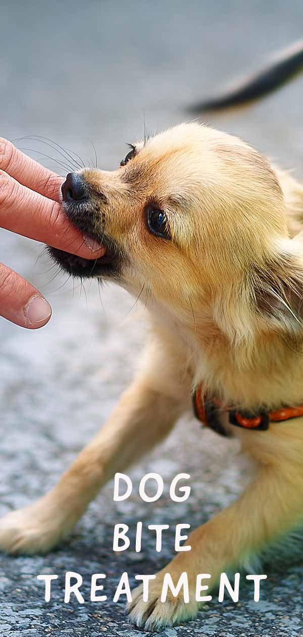 Dog Bite What to Do if Your Dog Gets Bitten?