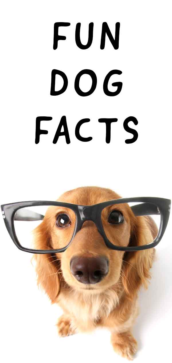 fun facts about dogs