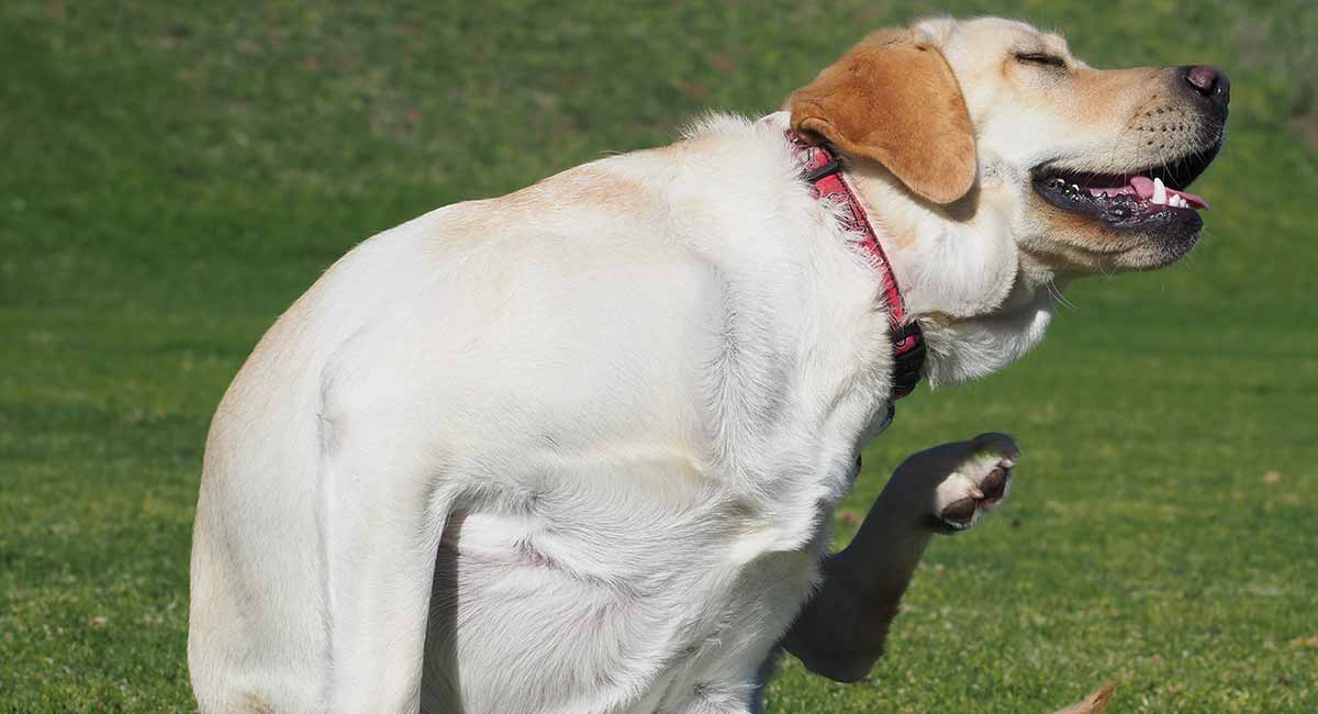 dog constantly scratching belly