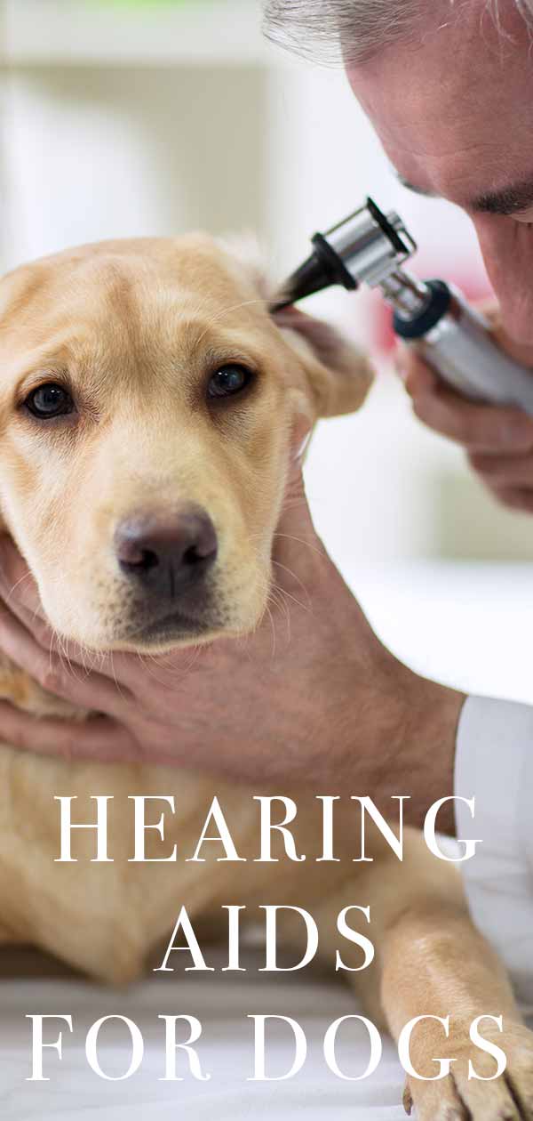 how can i help my dog gain hearing