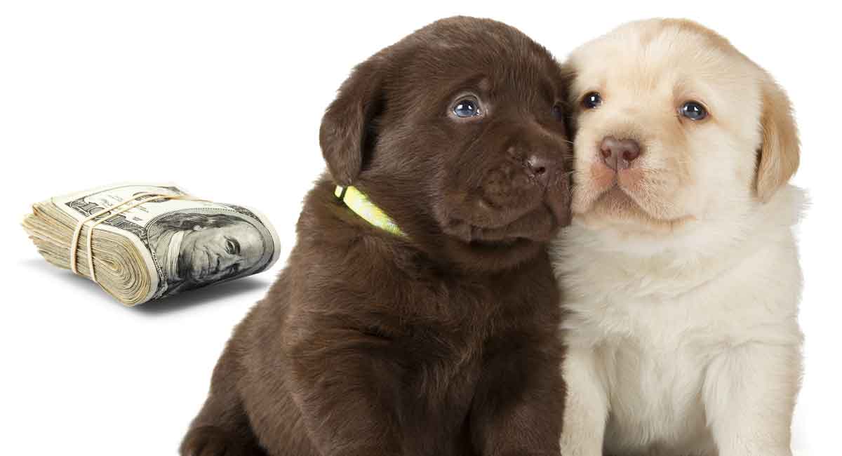 labra puppy rate