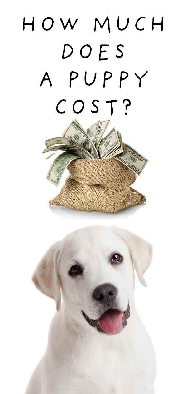 how much does a puppy usually cost