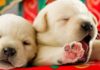 how much is a labrador puppy
