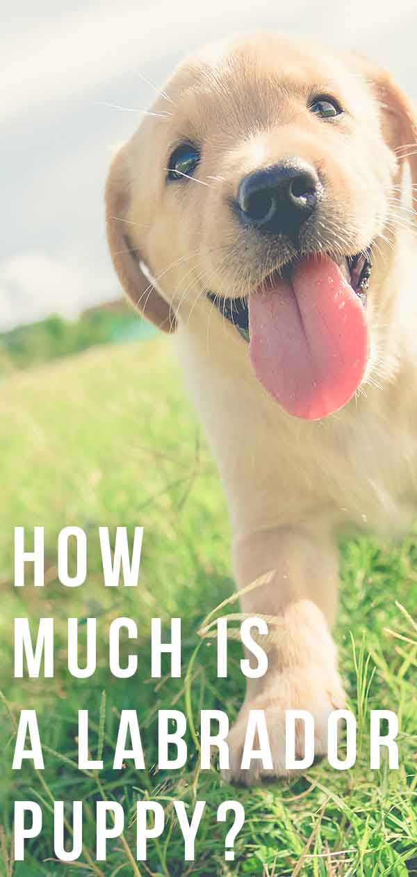 how much is a labrador puppy