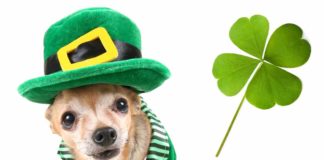 irish dog names