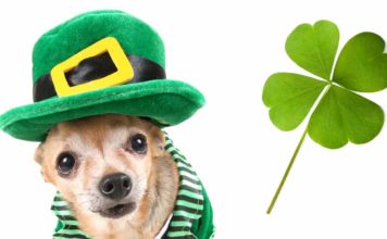 irish dog names
