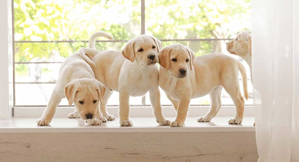 Your Labrador Retriever Dog Breed Guide