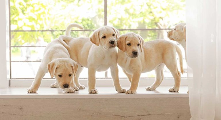 lab webbed feet lab webbed feet
