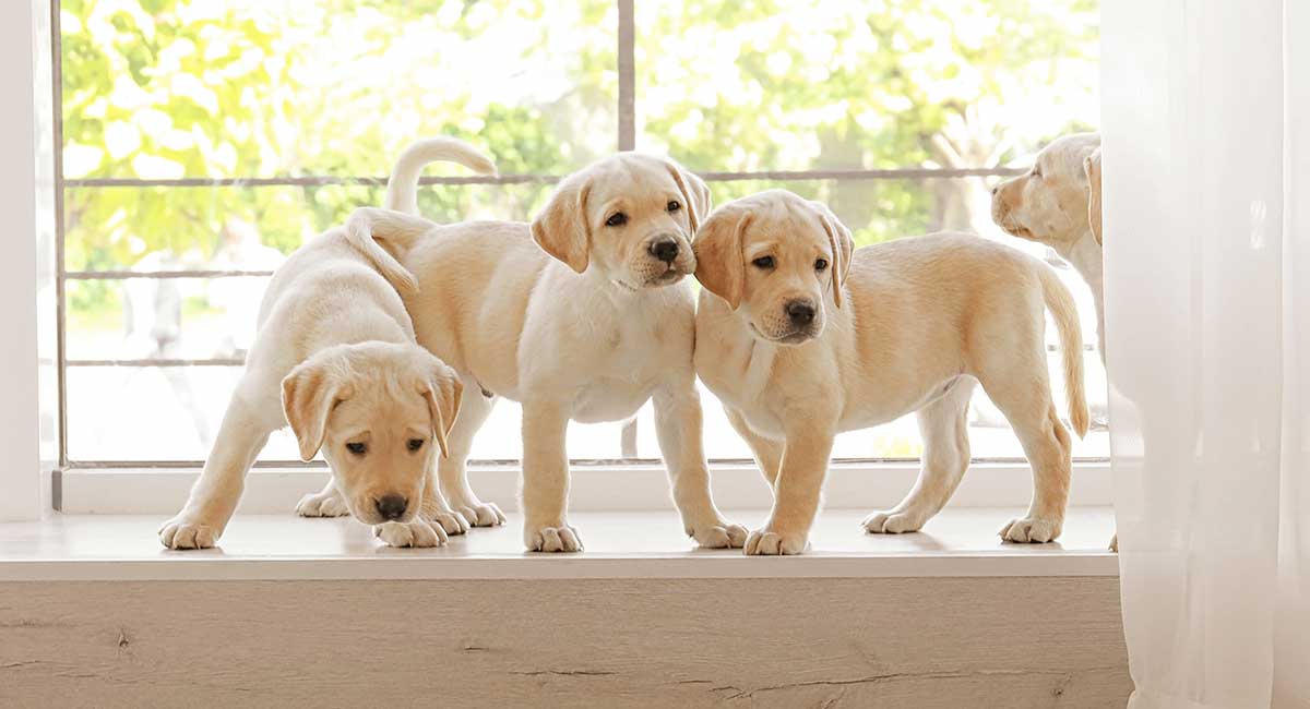 three yellow labrador retriever puppies