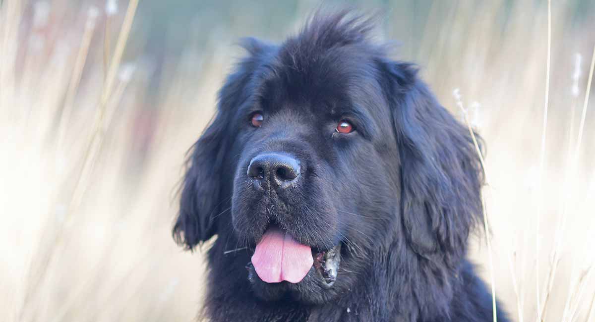 newfoundland dogs have webbed feet