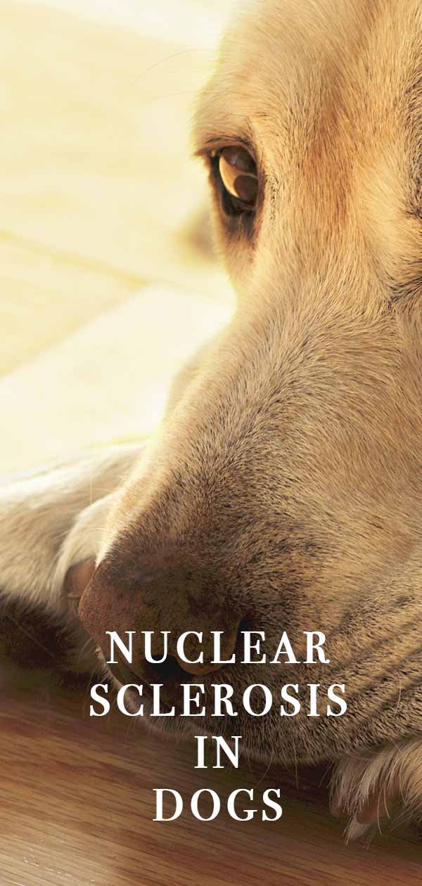 dog nuclear sclerosis natural treatment
