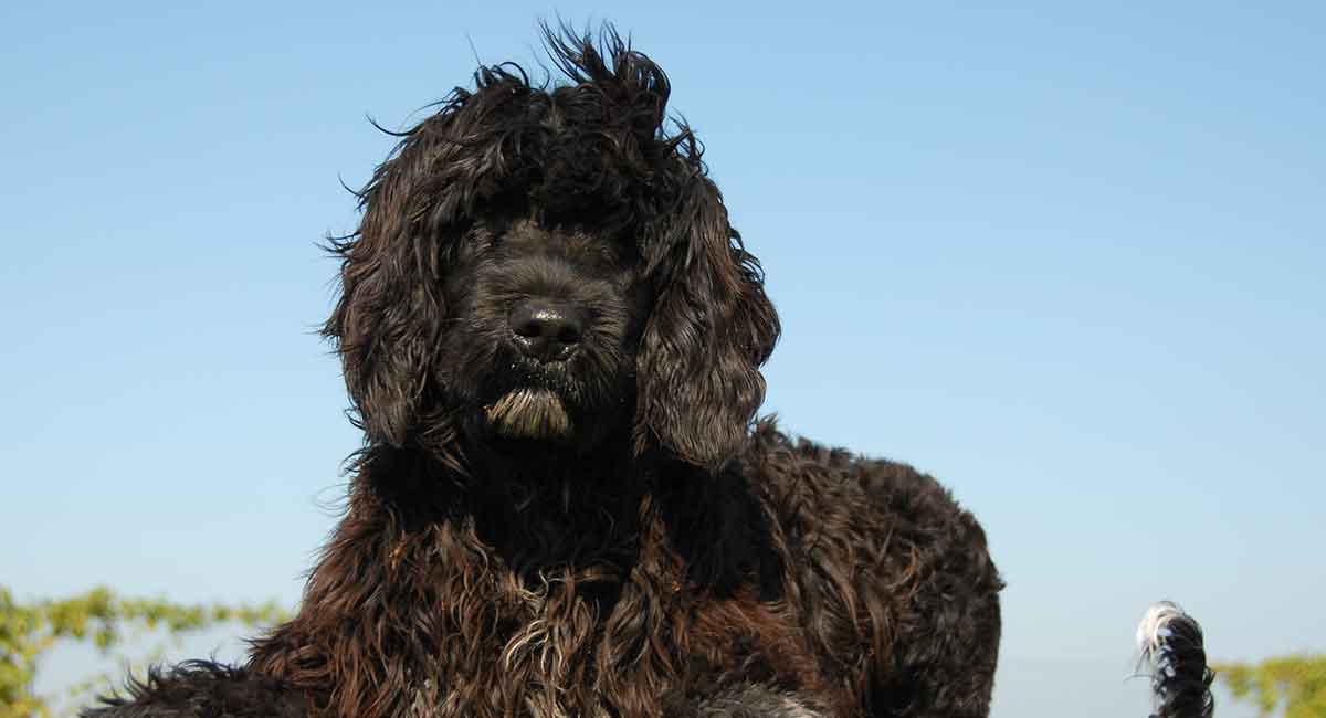 dogs with webbed feet