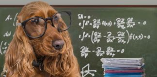 smartest dogs