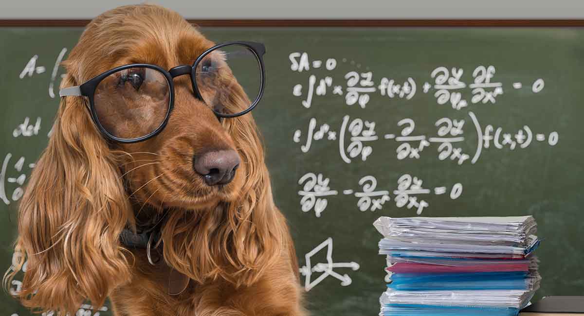 list of smartest dogs