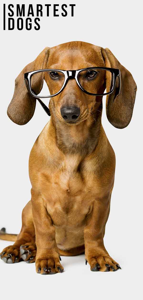 Smartest Dogs Is Your Pet The Cleverest Pup Of All?