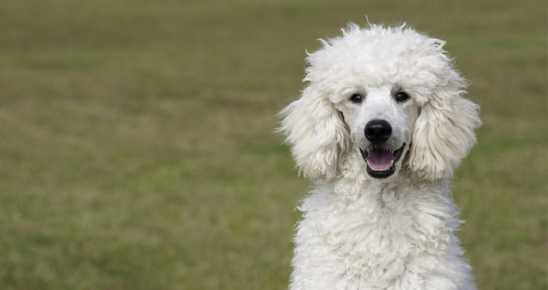 dogs with webbed feet