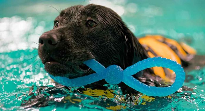 why do labs love water