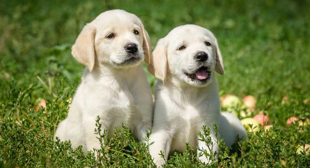 yellow labrador retriever puppies