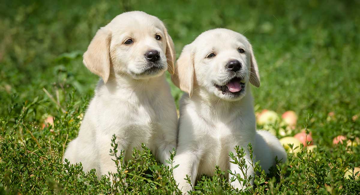 two yellow labrador retriever puppies