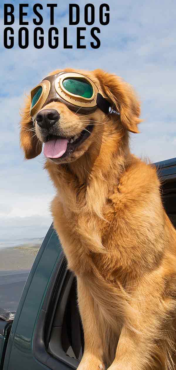 hunting dog goggles