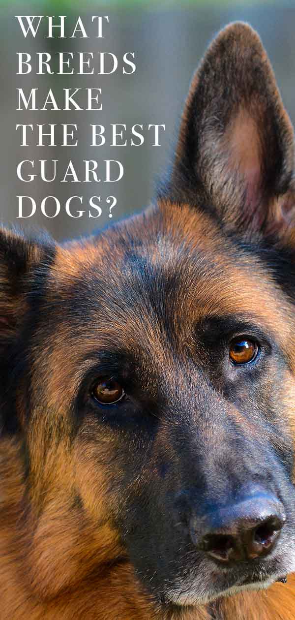 best guard dogs 2018