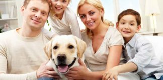 are labs good family dogs