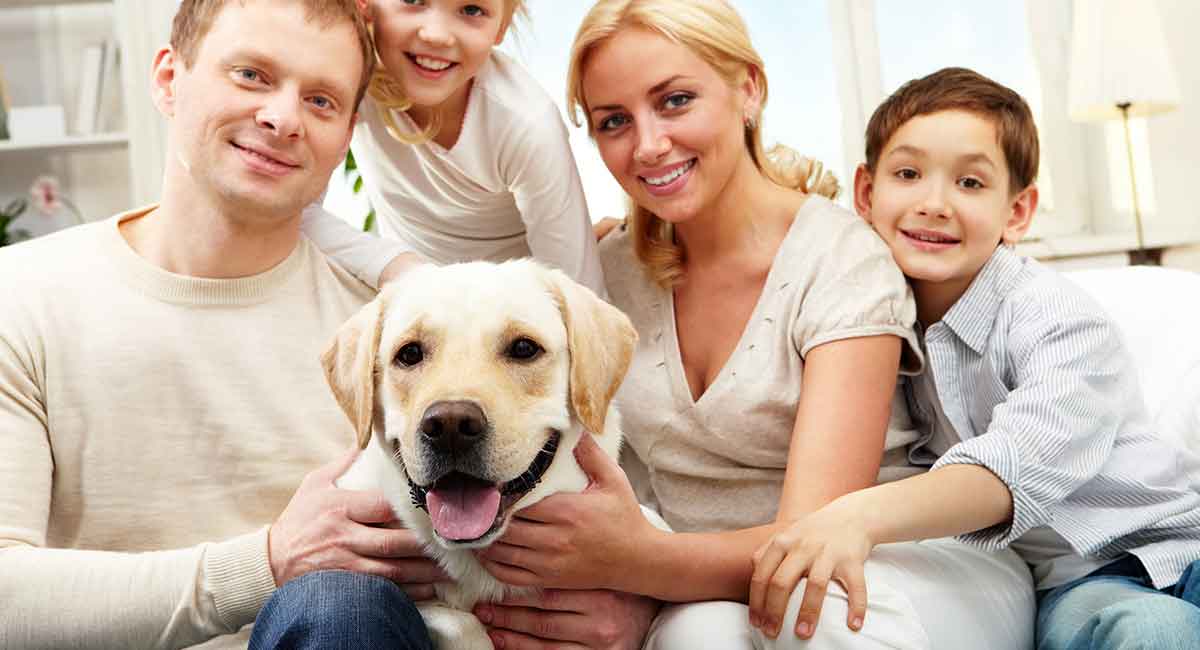 are labrador retrievers good dogs