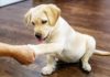 When to Start Training a Lab Puppy