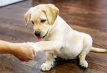 When to Start Training a Lab Puppy