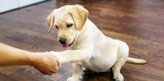 When to Start Training a Lab Puppy