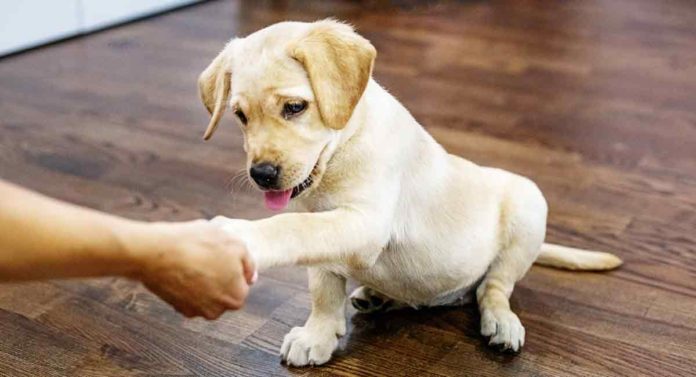 When to Start Training a Lab Puppy