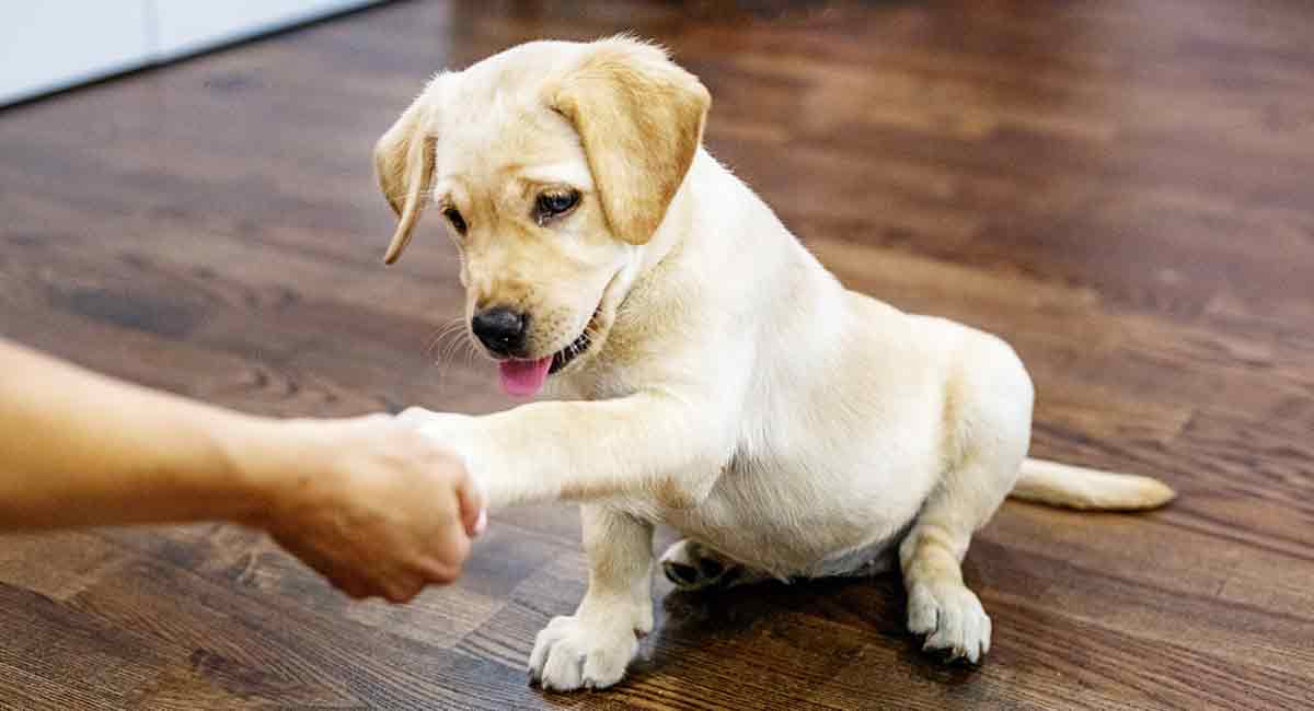 how to train your labrador puppy at home