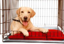 what size crate does a lab need