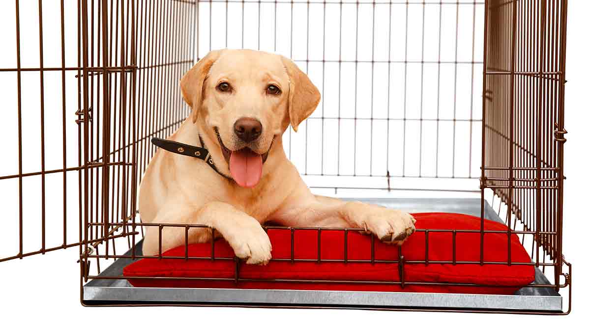 crate training a lab puppy