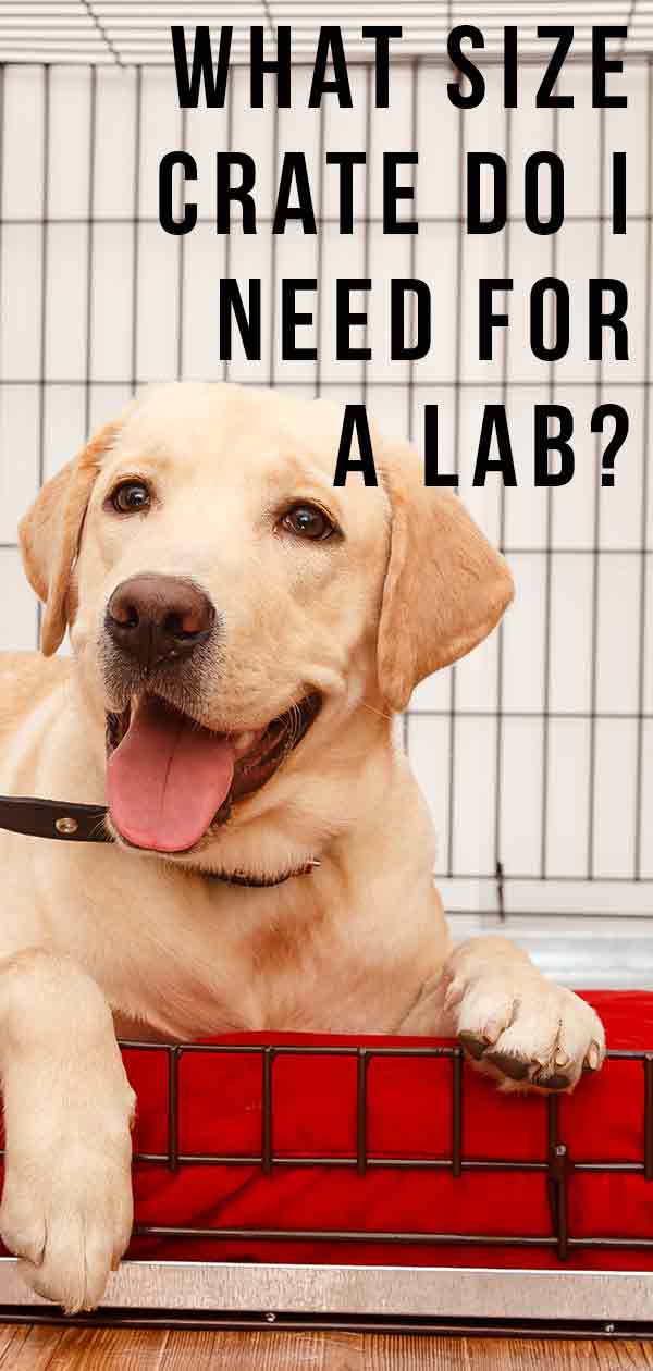 best size dog crate for labrador