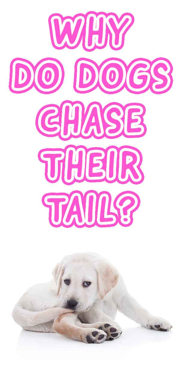 Why Do Dogs Chase Their Tails? The Hidden Meanings Behind The Fun!