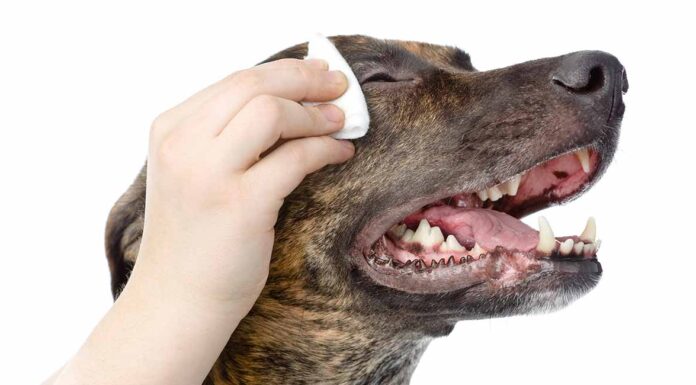 labrador tear stains