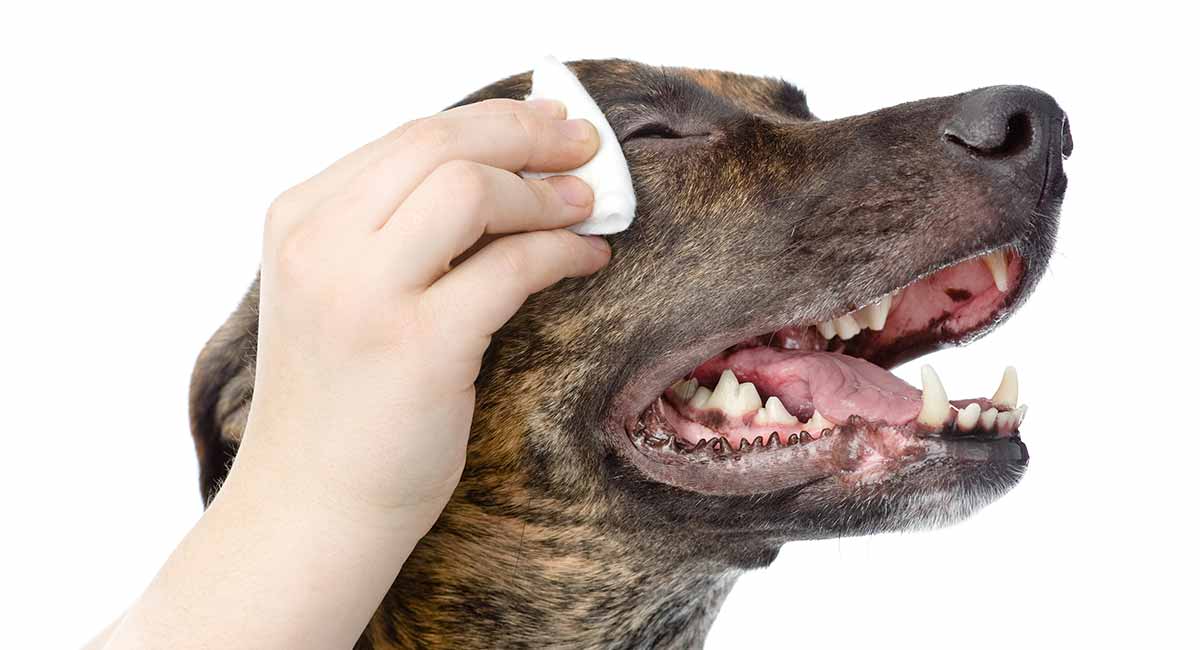 burt's bees dog tear stain remover