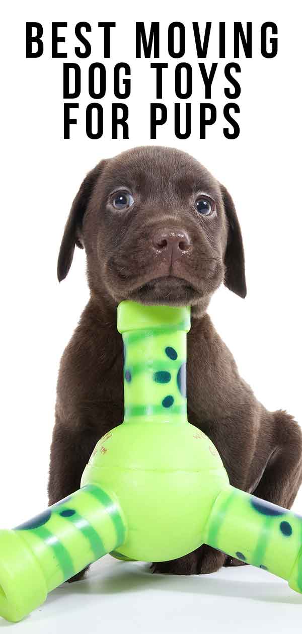 dog toy battery operated ball