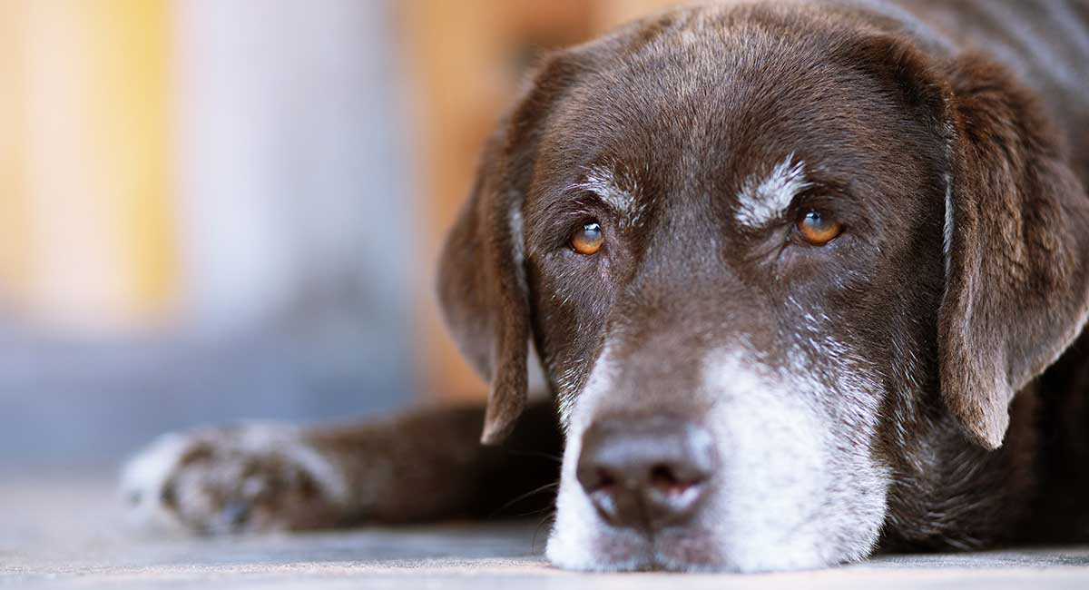 will a dog die from laryngeal paralysis