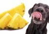 can dogs eat pineapple