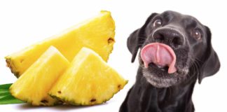 can dogs eat pineapple