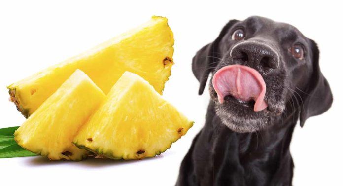can dogs eat pineapple