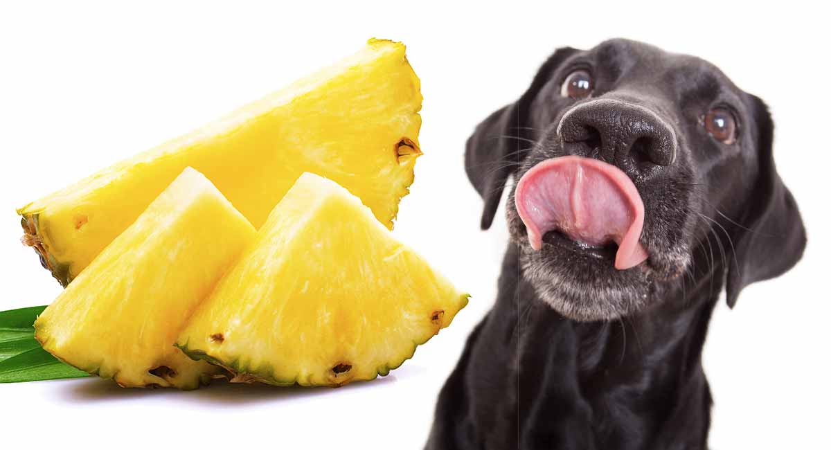 Can Dogs Eat Pineapple And Does Pineapple Stop Dogs Eating Poop