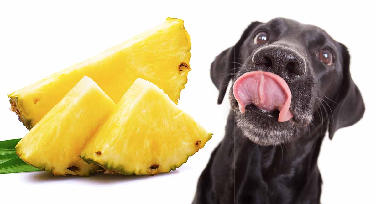 how much pineapple can i give my dog